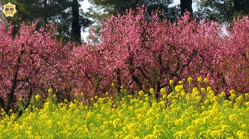 桃園の様子。ピンクの桃の花と黄色の菜の花が美しい写真
