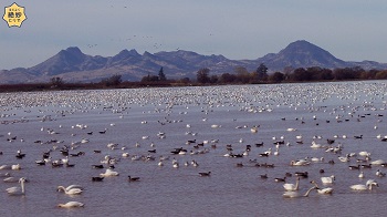 山脈近くの湿地帯にたくさんの白鳥が写っています