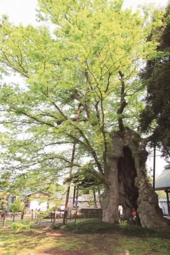 ケヤキ地蔵写真データ。Huge zelkova tree with a gardian diety in it's root.