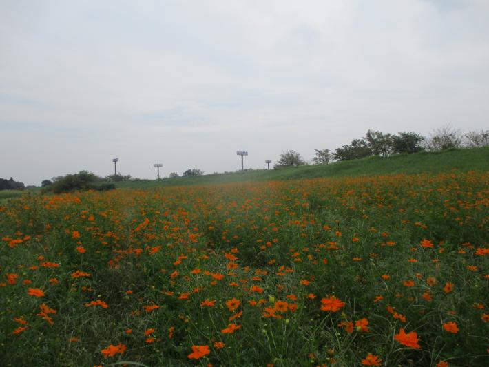 キバナコスモスの全体の写真です