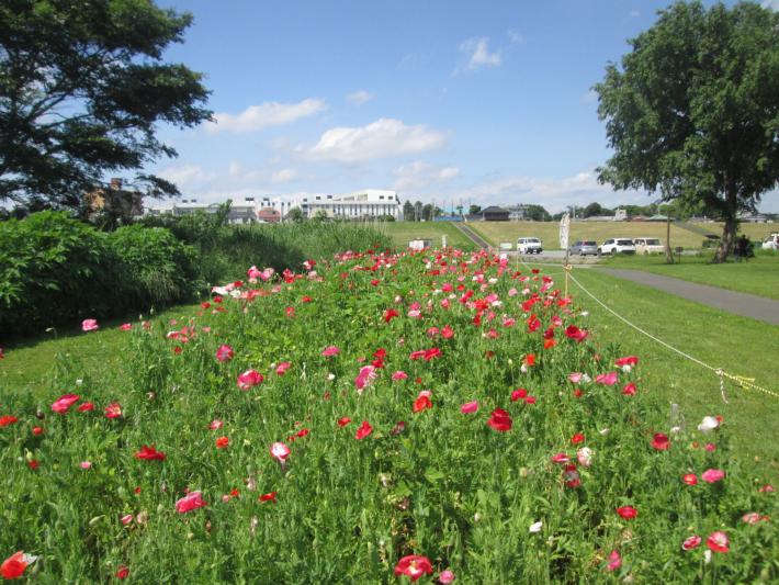 緑地運動公園にポピーが咲いています。赤、ピンク、白などの花が咲いている