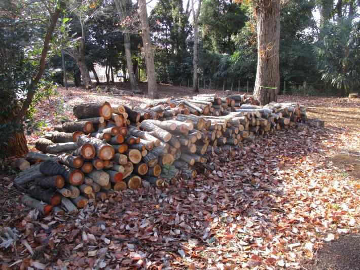 伐採木が並べられている
