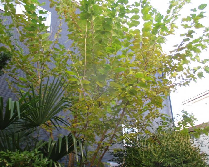 桑の木の写真です