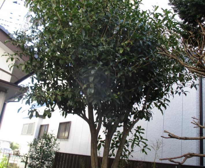 トウネズミモチの写真です