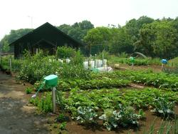 取手市農業ふれあい公園内農園の画像。手前には葉物の野菜が、奥にはあずまやのような建物が見える。