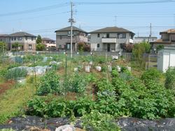 ふれあい農園の風景の画像。手前に葉もの野菜が茂る区画があり、奥には住宅が何棟か並んでいるのが見える。