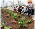 道路脇にある大きな花壇を6人が手入れをしている写真であり花壇にはピンクの花が咲いている植物が並んでいる