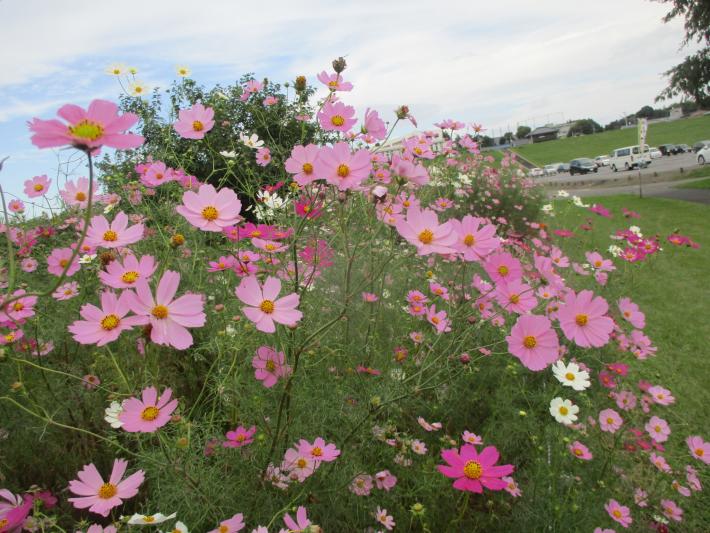 取手ガーデンロードのコスモスの写真です1
