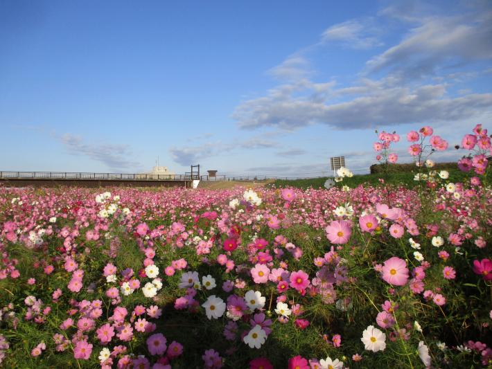 岡堰のコスモスの写真です