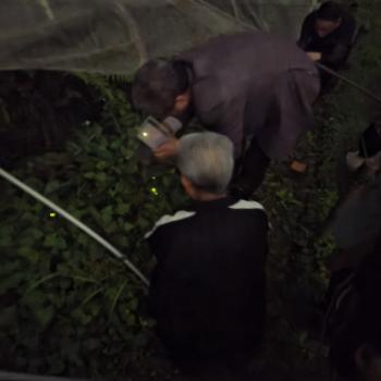中村市長も放流を行いました。