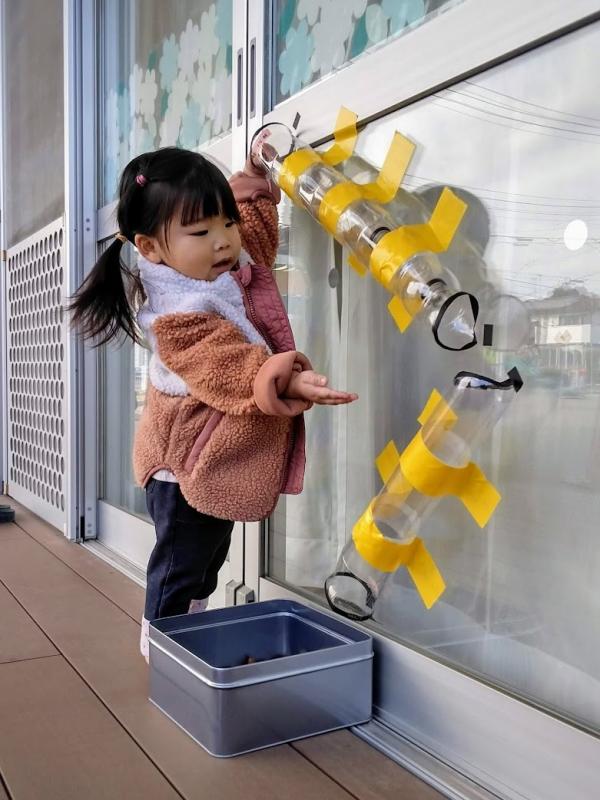 女の子がペットボトルのスロープでどんぐりを転がしている写真