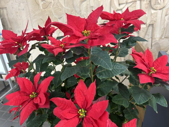 ポインセチアの花