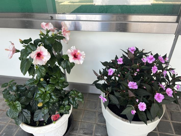 植木鉢に植えられたハイビスカス
