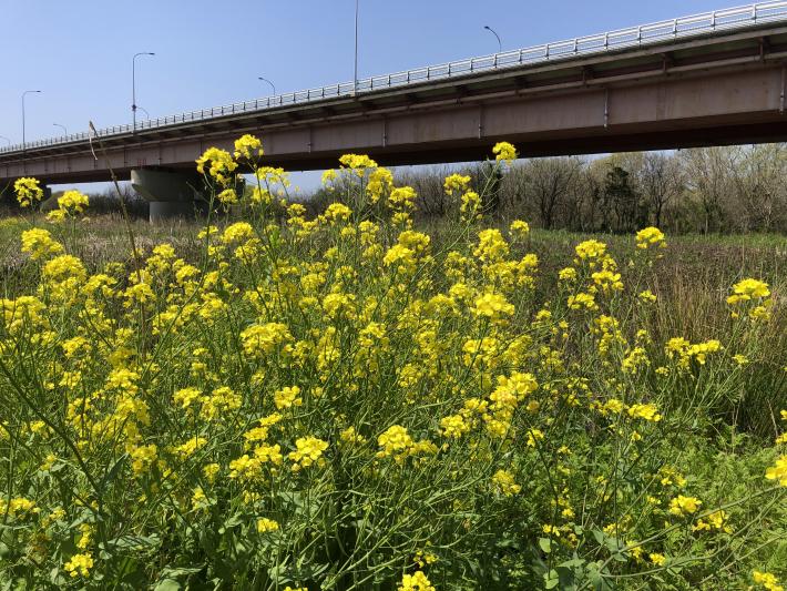 菜の花の奥に大きな橋が見える