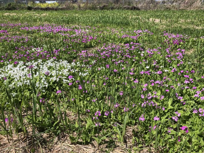 白色と紫色の花々が群生している様子