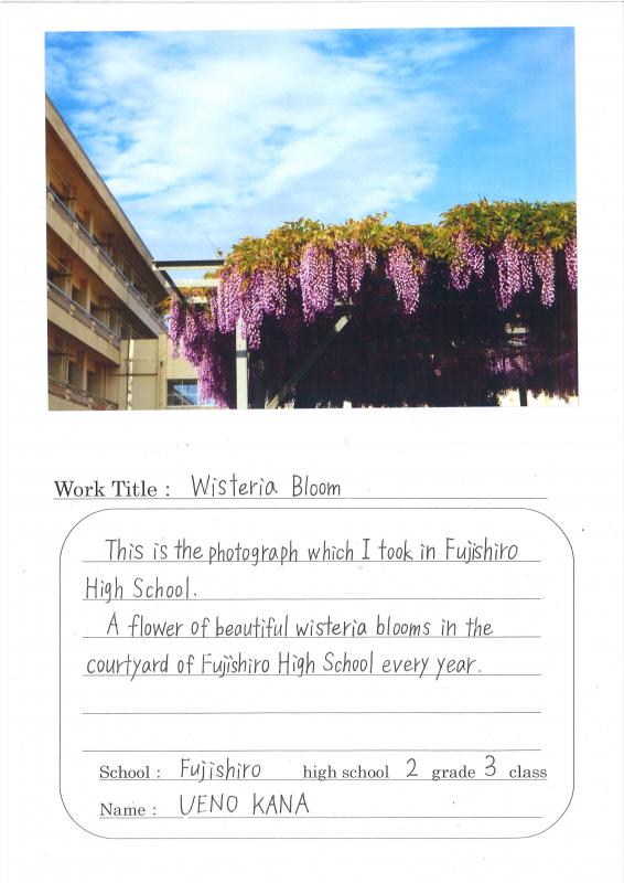 藤代高等学校学生の作品。藤の花が藤棚を覆っている。