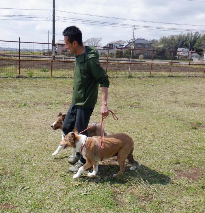 ドッグトレーナーが犬を散歩している