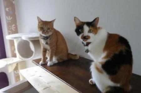 屋内でくつろいでいる猫二匹の写真