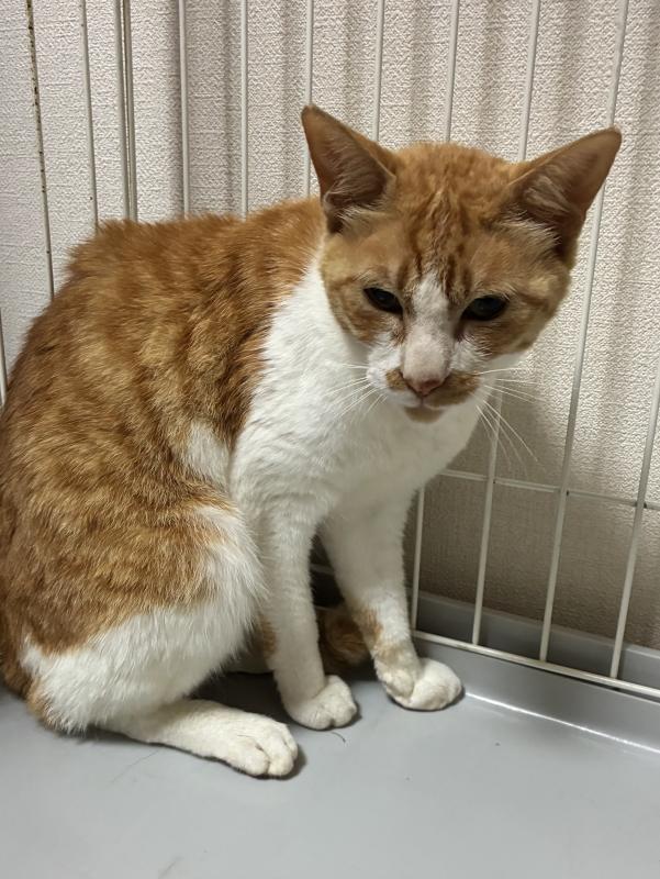 白と茶の猫がこちらを見ている