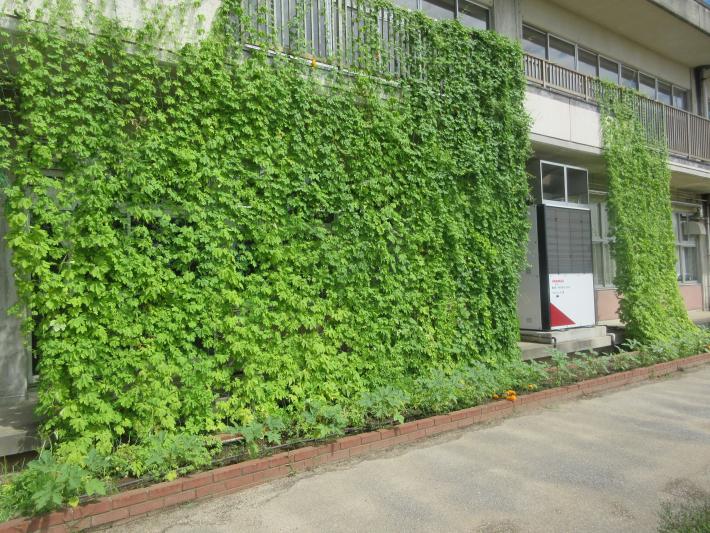 教育総合支援センターの緑のカーテン。建物の1階部分には緑色のカーテンが横に長く連なっている。