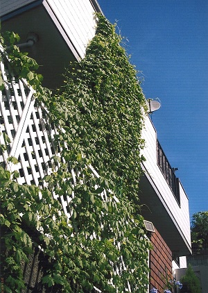 階下の白いラティスから2回バルコニー部分につる性植物が伸び、グリーンの壁を作っている様子