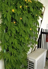 室外機上部の柵部分と思われる場所にグリーンの植物が繁茂し、黄色い花をつけている様子。