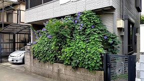 住宅壁面部分にグリーンカーテンができており、グリーンの合間から青紫色の朝顔の花が咲いているのが見える画像