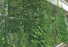 壁一面につる性植物がのび、カーテンの様になっている写真