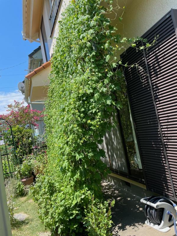 畠山義英さんの緑のカーテン。住居の一階部分の軒下に向かって隙間ないカーテンが作られている。