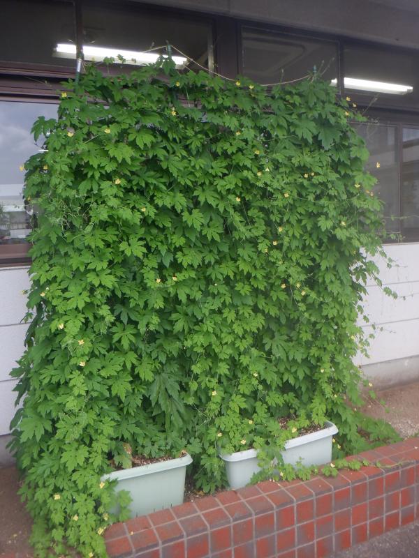 山王公民館の緑のカーテン。事務室の窓に深緑のカーテンが生い茂っている。