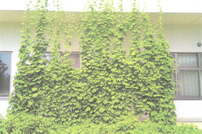 永山小学校の緑のカーテン。花壇からゴーヤのつるが校舎の上へ向かって伸びている。