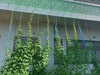 壁際から階上に貼られたロープにつるせい植物がまきつき、上に向かって伸びている様子がわかる写真