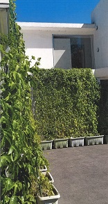 白い建物の壁面一面をプランターから伸びたつる性植物が多い、グリーンカーテンとなっている様子。