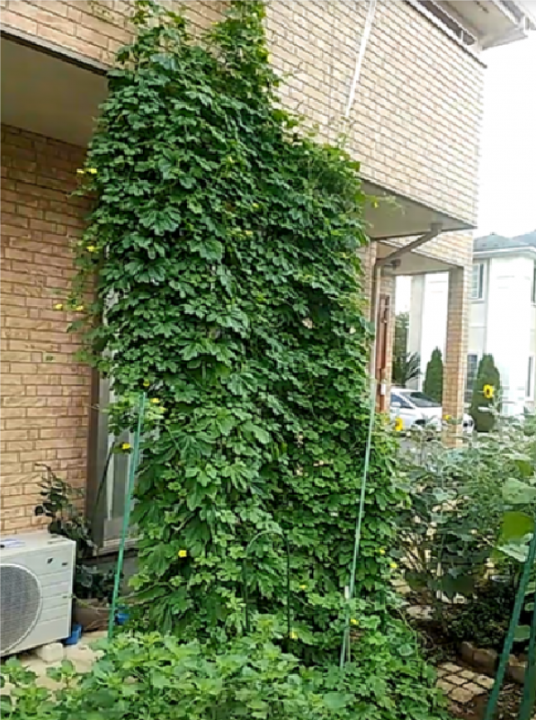 牧本さんの緑のカーテン。カーテンには黄色いゴーヤの花がなり、またカーテンがよく生い茂っている。