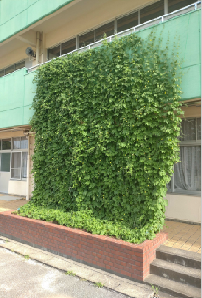 戸頭小学校の緑のカーテン。花壇から延びた緑色のツルレイシが執務室を覆っている。