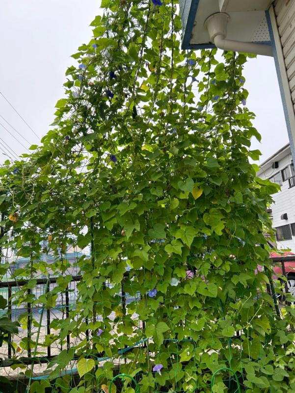 宮本さんの緑のカーテン。朝顔とゴーヤが混植され、カーテンになっている。