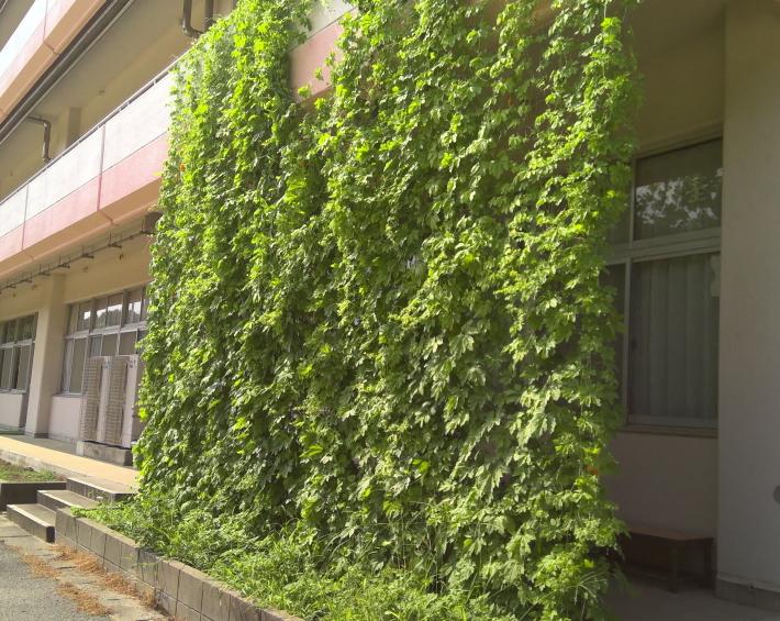 取手西小学校の緑のカーテン。校舎の2階から1階部分に向かってゴーヤのカーテンが下げられている。