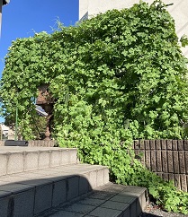 階段横の壁面部分に濃い緑の植物が繁茂し、緑の壁を作っている様子