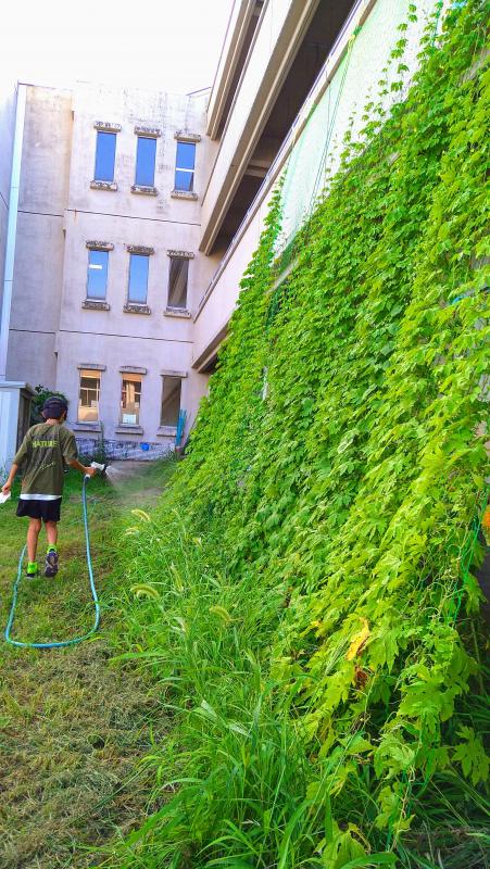 桜が丘小学校の緑のカーテン。校舎前の花壇に地植えで植えたゴーヤが育ち、幅の広いカーテンが出来ている。