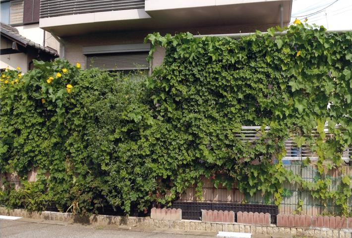 鈴木さんの緑のカーテン。ゴーヤやヘチマなどたくさんの植物でできたカーテンが住居の周りを塀のように囲んでいる。