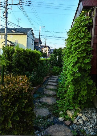 八重森保彦さんの緑のカーテン作品