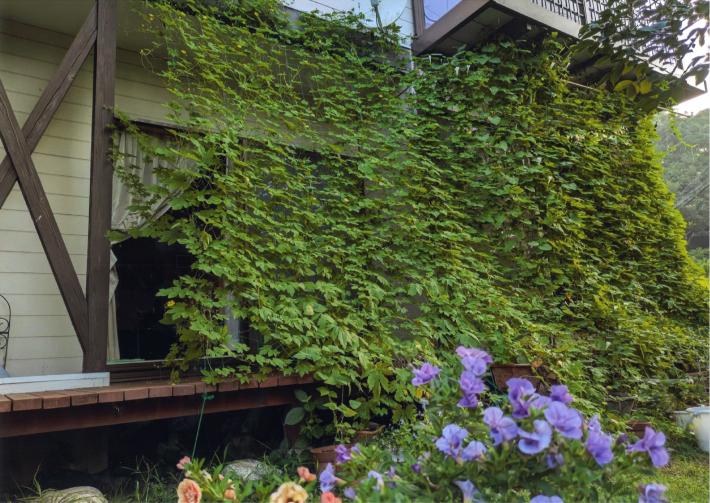 三森さんの緑のカーテン。手前には三森さんの育てている花が写り、奥には建物の一階部分を幅広く覆うカーテンが映っている。