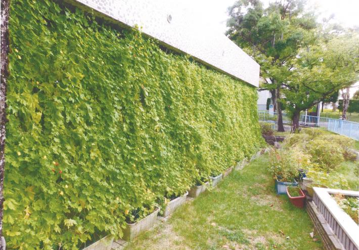 戸頭団地自治会の緑のカーテン。プランターから延びたゴーヤが、自治会館の窓を隙間なく覆っている。