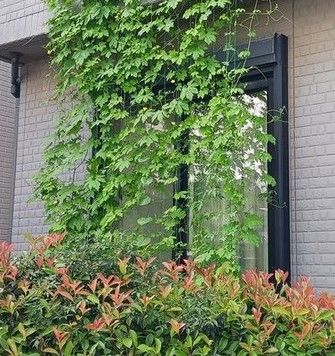 野本さんの緑のカーテン。二階部分から下げられたネットにゴーヤのカーテンが掛かっている。