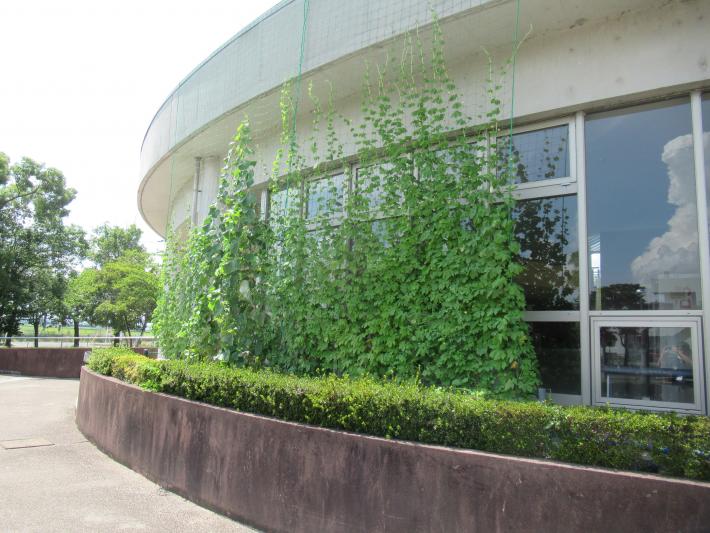 藤代スポーツセンターの緑のカーテン。センターの入り口横の花壇からゴーヤが上に向かって延び、窓を覆っている。