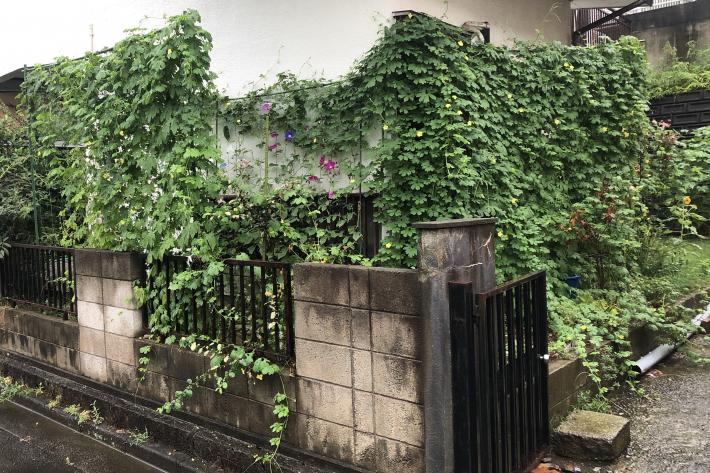 小松崎さんの緑のカーテン。ゴーヤと朝顔の深緑のカーテンが実り、家の壁に沿うように生い茂っている。