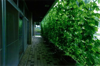戸頭団地自治会の緑のカーテン作品