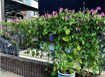 松本亜実さんの緑のカーテン作品