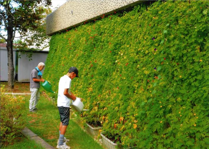 戸頭団地自治会の緑のカーテン。男性2人が水やりをしている