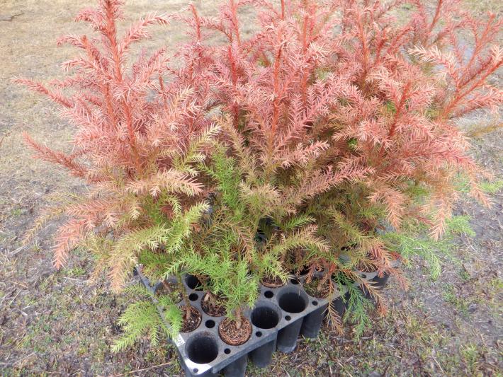 植樹に使われたスギの苗木。高さは50センチメートル程度で、葉っぱが緑色と赤色に染まっている